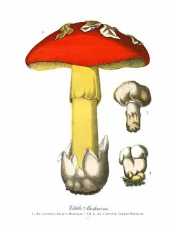 Images Dated 17th February 2019: Edible Mushrooms, Victorian Botanical Illustration