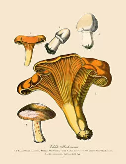 Edible Mushrooms, Victorian Botanical Illustration Collection: Edible Mushrooms, Victorian Botanical Illustration