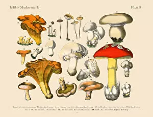 Edible Mushrooms, Victorian Botanical Illustration Collection: Edible Mushrooms, Victorian Botanical Illustration
