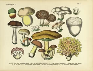 Herbal Medicine Gallery: Edible Mushrooms, Victorian Botanical Illustration