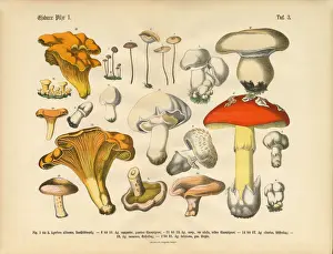 Prints of Very Rare, Beautifully Illustrated Antique Engraved Victorian Botanical Illustration of Edible Mushrooms: Plate 3 The Book Of Practical Botany Prints: Edible Mushrooms, Victorian Botanical Illustration