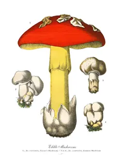 Edible Mushrooms, Victorian Botanical Illustration Prints: Edible Mushrooms, Victorian Botanical Illustration