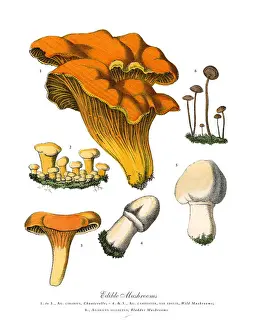 Edible Mushrooms, Victorian Botanical Illustration Prints: Edible Mushrooms, Victorian Botanical Illustration