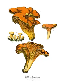 Edible Mushrooms, Victorian Botanical Illustration Prints: Edible Mushrooms, Victorian Botanical Illustration