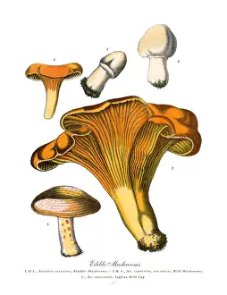 Edible Mushrooms, Victorian Botanical Illustration Prints: Edible Mushrooms, Victorian Botanical Illustration