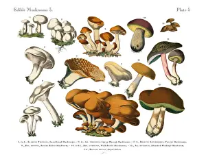Edible Mushrooms, Victorian Botanical Illustration Prints: Edible Mushrooms, Victorian Botanical Illustration