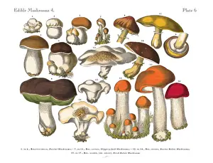 Edible Mushrooms, Victorian Botanical Illustration Prints: Edible Mushrooms, Victorian Botanical Illustration