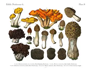 Edible Mushrooms, Victorian Botanical Illustration Prints: Edible Mushrooms, Victorian Botanical Illustration