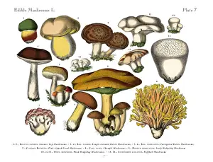 Edible Mushrooms, Victorian Botanical Illustration Prints: Edible Mushrooms, Victorian Botanical Illustration