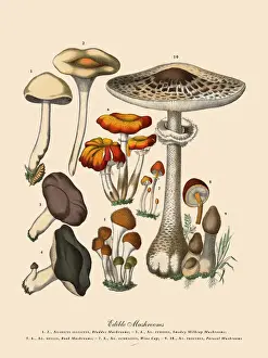 Edible Mushrooms, Victorian Botanical Illustration