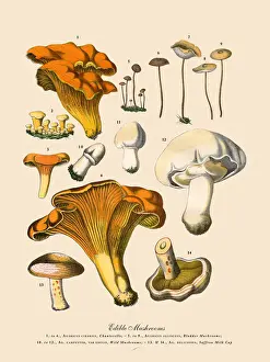 Edible Mushrooms, Victorian Botanical Illustration Prints: Edible Mushrooms, Victorian Botanical Illustration