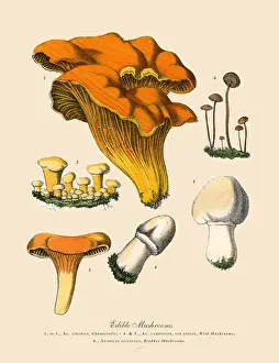 Edible Mushrooms, Victorian Botanical Illustration Prints: Edible Mushrooms, Victorian Botanical Illustration