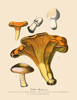 Edible Mushrooms, Victorian Botanical Illustration Prints: Edible Mushrooms, Victorian Botanical Illustration