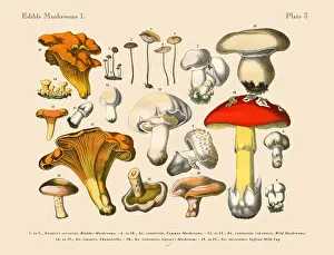Prints of Very Rare, Beautifully Illustrated Antique Engraved Victorian Botanical Illustration of Edible Mushrooms: Plate 3 The Book Of Practical Botany Prints: Edible Mushrooms, Victorian Botanical Illustration