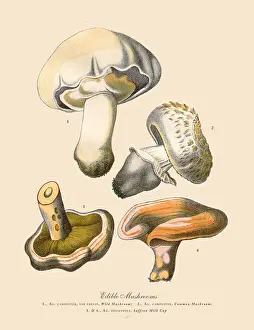 Edible Mushrooms, Victorian Botanical Illustration