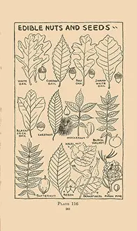 Edible Prints: Edible Nuts and Seeds