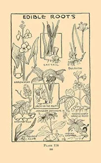 Edible Prints: Edible Roots