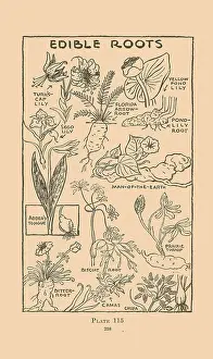Edible Prints: Edible Roots II