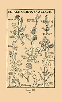 Edible Shoots and Leaves