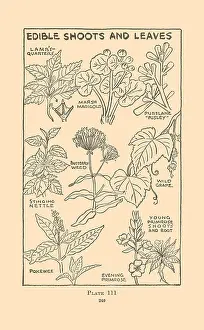 Edible Shoots and Leaves II