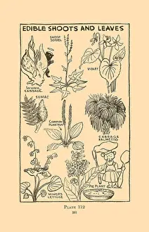 Edible Prints: Edible Shoots and Leaves III