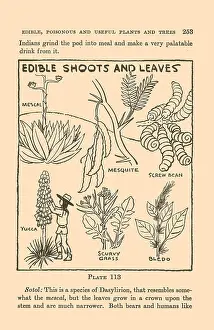 Edible Prints: Edible Shoots and Leaves IV
