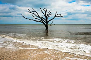Images Dated 4th March 2016: edisto island tree