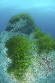 Images Dated 6th August 2012: Eelgrass -Zostera marina-, Japan Sea, Primorsky Krai, Russian Federation, Far East