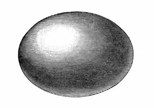 Images Dated 19th April 2016: egg, ellipsoid