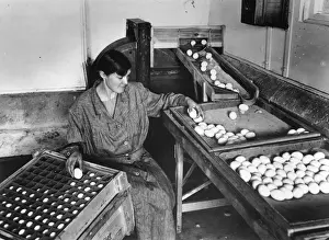 Collection Of Obje Prints: Egg Packing