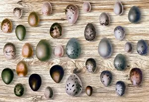 Images Dated 5th December 2015: Eggs of birds in front of wood background