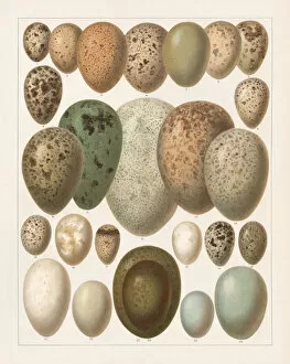 Images Dated 11th April 2018: Eggs of European birds, lithograph, published in 1897