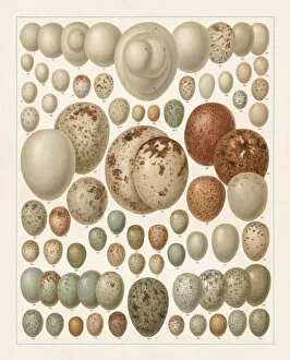 Wren Gallery: Eggs of European birds, lithograph, published in 1897