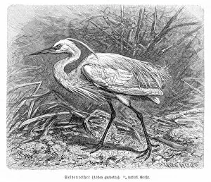 Images Dated 27th February 2017: Egret engraving 1892
