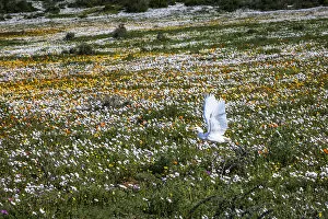 Images Dated 15th August 2018: Egret flying across field of flowers. Postberg in the West Coast National Park