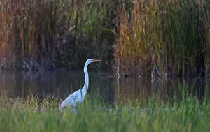 Images Dated 28th September 2010: Egret in marsh