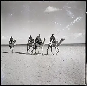 Egyptian Border Patrol On Camels