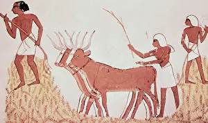 Corn Prints: Egyptian Drawing of Workers with Oxen