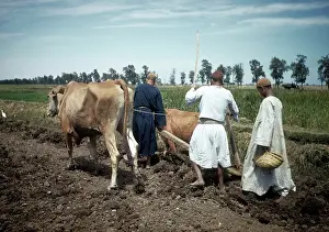 EGYPTIAN FARMERS
