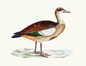 Living Organism Gallery: Egyptian goose
