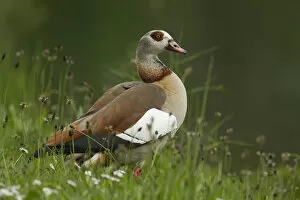Images Dated 9th May 2013: Egyptian Goose -Alopochen aegyptiacus-, Oesinghausen, Bergisches Land, North Rhine-Westphalia