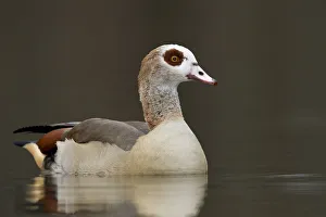Images Dated 6th March 2012: Egyptian Goose -Alopochen aegyptiacus-, Bergisches Land region, North Rhine-Westphalia, Germany