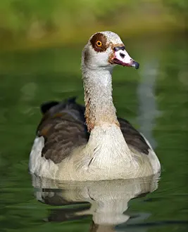 Geese Prints: Egyptian Goose (Alopochen aegyptiacus)