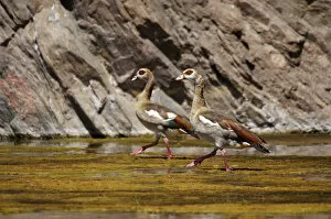 Images Dated 19th October 2008: Egyptian Goose (Alopochen aegyptiacus)