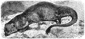 Mongoose Prints: Egyptian mongoose (Herpestes ichneumon)