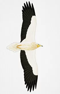 Images Dated 26th February 2007: Egyptian Vulture Neophron percnopterus), adult