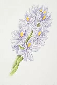 Flowerhead Gallery: Eichhornia, water hyacinth flowerhead