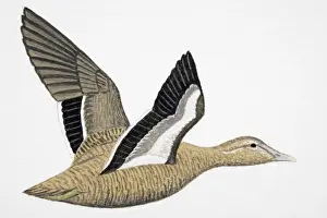 Sea Duck Prints: Eider (Somateria mollissima), adult female sea duck
