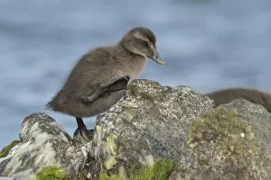 Images Dated 25th May 2011: Eider -Somateria mollissima- duckling