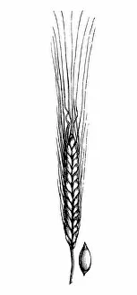 Images Dated 29th May 2017: Einkorn wheat (triticum monococcum)